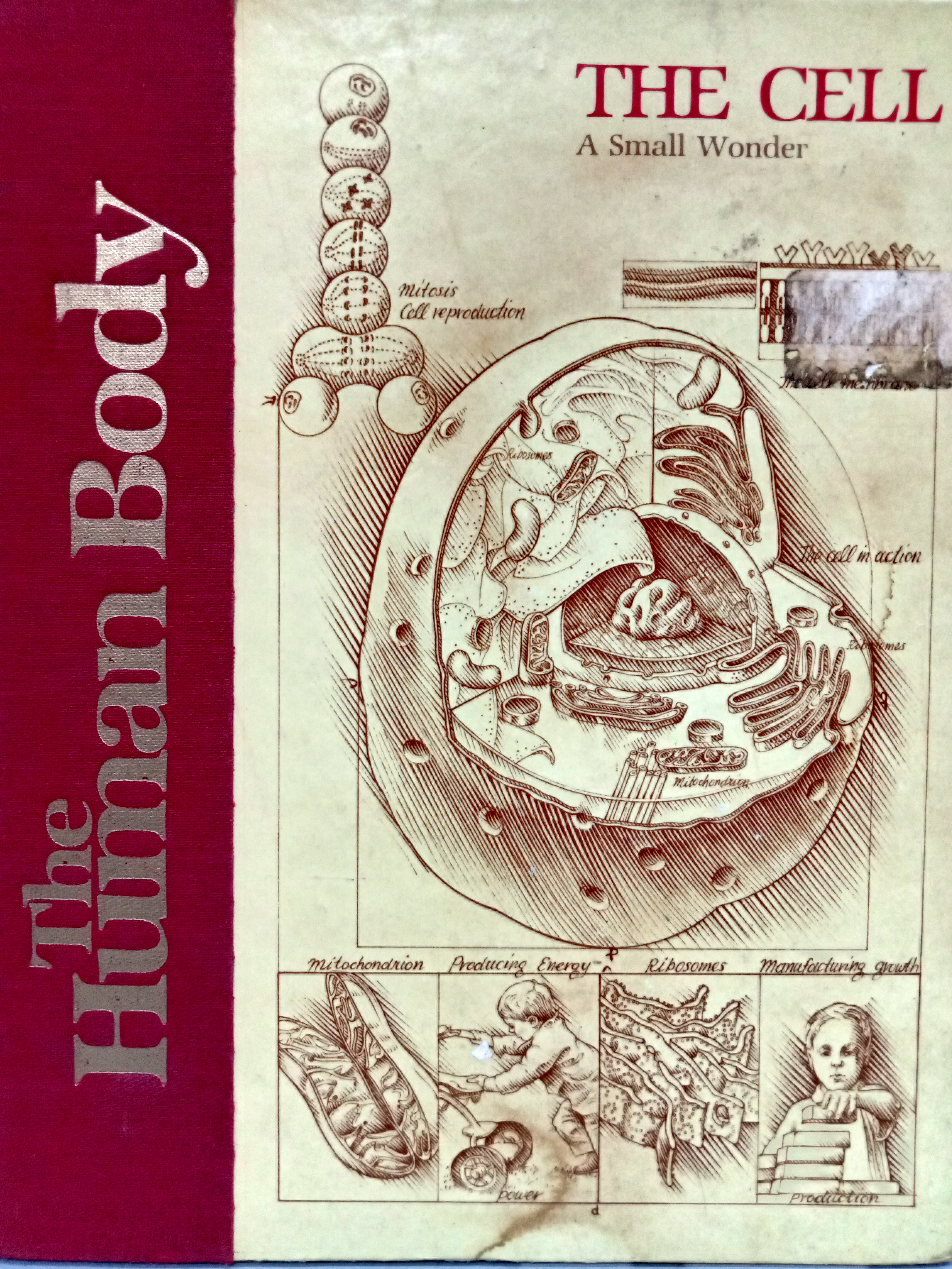 Book cover: The Cell : a small wonder